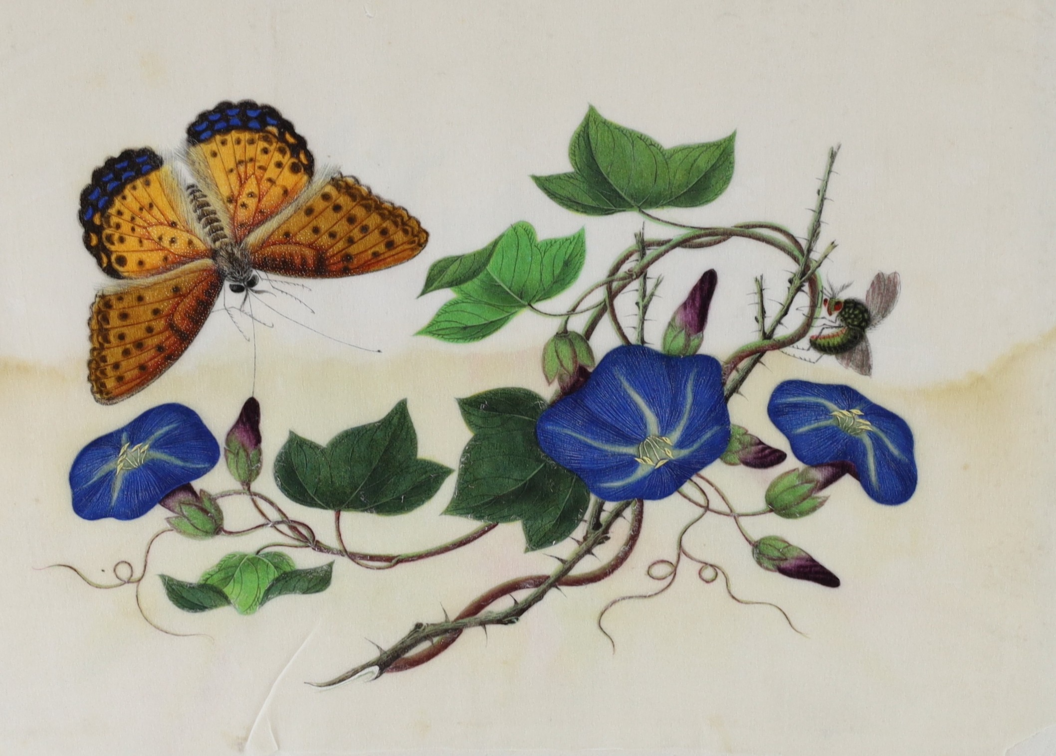 A Chinese album of ten pith paintings of birds amid butterflies, 19th century, Album 21.5cm x 34 cm